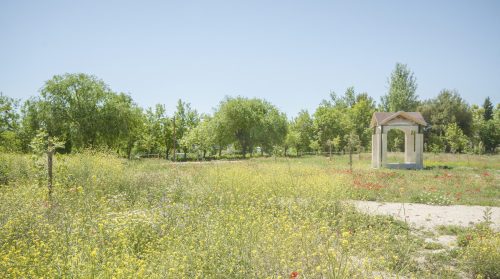 parque mayrena caravaca roberto marin paisajismo murcia rmpaisajismo 512