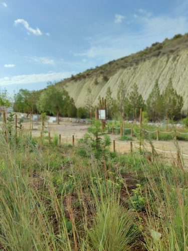 rmpaisajismo paisajismo murcia lorqui semiarido autoctono bosque miyawaki roberto marin 11